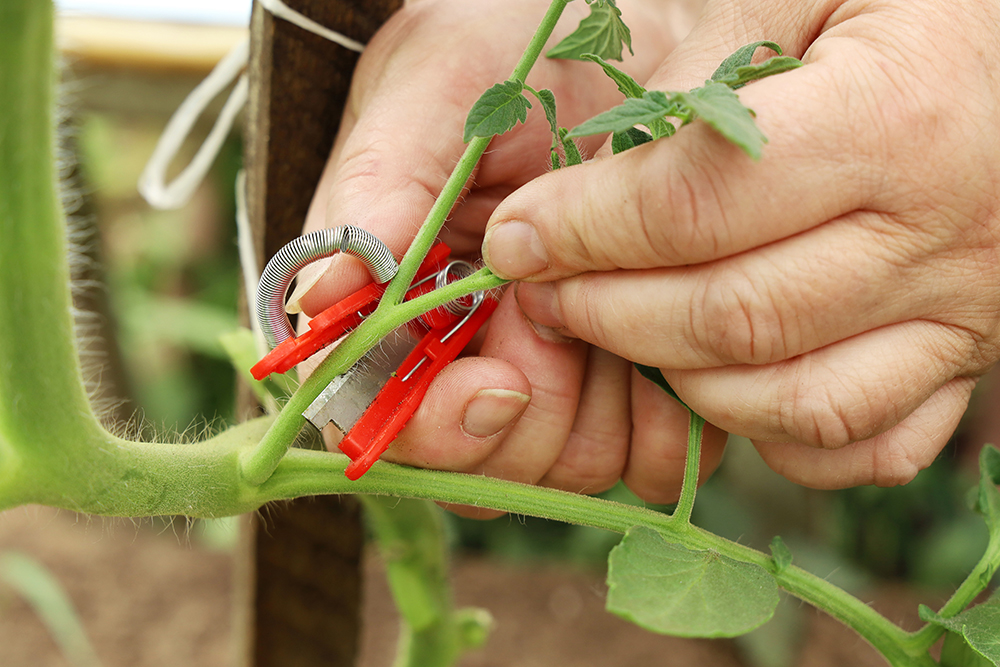 tomaten dieven